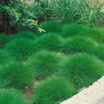 Festuca gautierii of Berenvel beschikbaar voor biedingen