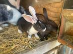 Vlaamse reus jongen, Dieren en Toebehoren