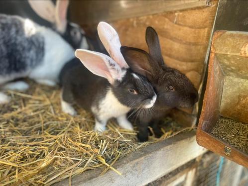 Vlaamse reus jongen, Dieren en Toebehoren, Konijnen