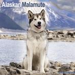 Alaska Malamute-kalender 2025, Ophalen of Verzenden, Jaarkalender, Nieuw