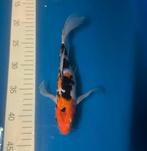 Koi israëlische butterfly, Dieren en Toebehoren, Vissen | Vijvervissen, Karper of Koi