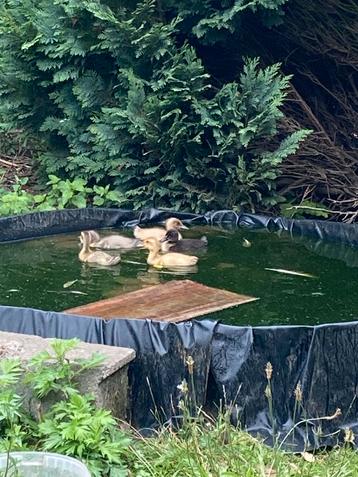 Canards courent indiens, Enlèvement ou Envoi, Neuf