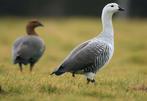 Gezocht: koppel grote magelhaen ganzen, Dieren en Toebehoren, Meerdere dieren, Gans of Zwaan