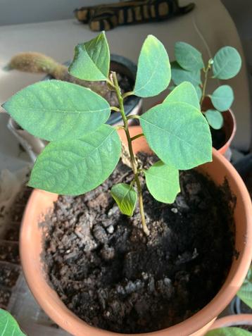 Cherimoya tree seedling UITVERKOOP/SALE