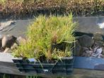 Siergrassen ( pennisetum alopecuroides viridescens), Tuin en Terras, Planten | Tuinplanten, Ophalen, Siergrassen