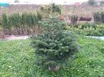 Kerstboom 150 cm in pot - meerdere beschikbaar, Ophalen of Verzenden, In pot