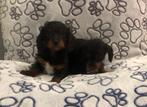 Teckel lang/ruwhaar pups, België, CDV (hondenziekte), 8 tot 15 weken, Teef