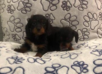 Teckel lang/ruwhaar pups beschikbaar voor biedingen