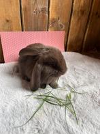 Franse hangoren, Meerdere dieren, Groot, Hangoor, 0 tot 2 jaar