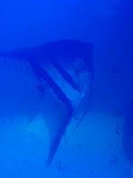 6 grote maanvissen spotprijs, Dieren en Toebehoren, Vissen | Aquaria en Toebehoren, Ophalen