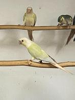 Pyrrhura molinae - Conure molina, Dieren en Toebehoren, Meerdere dieren, Parkiet, Geringd