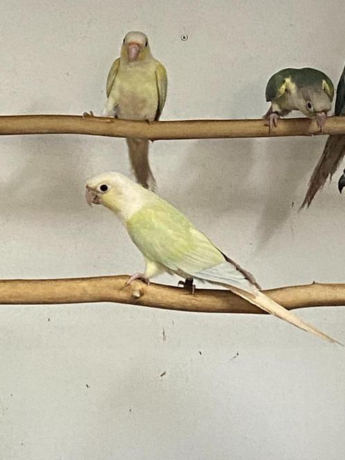 Pyrrhura molinae - Conure molina, Dieren en Toebehoren, Vogels | Parkieten en Papegaaien, Parkiet, Meerdere dieren, Geringd