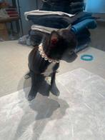 Chihuahua-pups mooie mini raszuiver zeer mooi kleintjes !, Parvovirose, 8 à 15 semaines, Plusieurs, Éleveur | Loisir