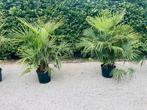 Trachycarpus fortunei palmboom 3-7 stam - 18 graden Levering, In pot, Halfschaduw, Ophalen of Verzenden, 100 tot 250 cm