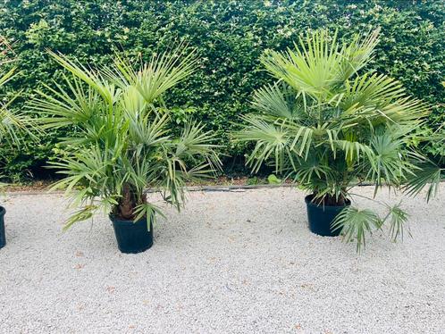 Trachycarpus fortunei palmboom 3-7 stam - 18 graden Levering, Tuin en Terras, Planten | Bomen, Palmboom, 100 tot 250 cm, Halfschaduw