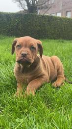 Kruisingen Bordeauxdog & labrador, Dieren en Toebehoren, België, CDV (hondenziekte), 8 tot 15 weken, Groot