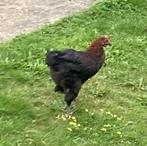 Marans haan, Dieren en Toebehoren