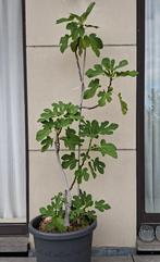 Vijgenboom 170 cm, Tuin en Terras, Planten | Bomen, Ophalen, In pot, Overige soorten, 100 tot 250 cm
