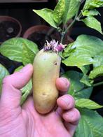 Aardappelen om te planten, Tuin en Terras, Knol, Voorjaar, Ophalen, Volle zon