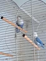 Agapornide dwergpapegaai, Dieren en Toebehoren, Vogels | Parkieten en Papegaaien