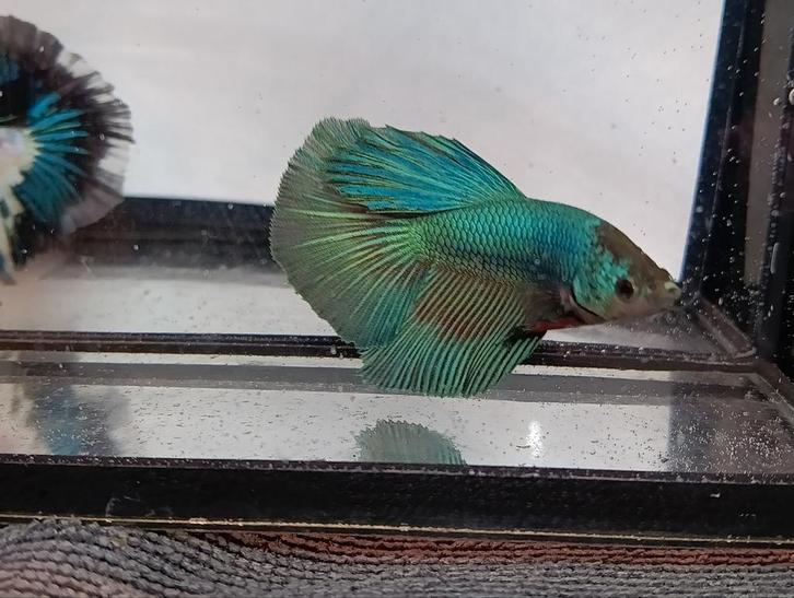 Betta man halfmoon, Dieren en Toebehoren, Vogels | Parkieten en Papegaaien