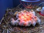 witte leghorn legkip kuikens kuikentjes, Dieren en Toebehoren, Vrouwelijk, Kip