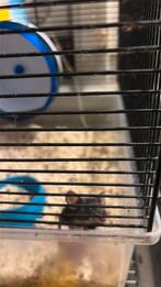 Kleurmuizen mama,papa + 5 kleintjes, Dieren en Toebehoren, Februari, Muis, Meerdere dieren, Tam