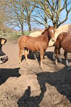 Leuke jaarlingen, Dieren en Toebehoren, Pony's, Hengst