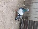 Pigeon Jennense de Vuelo Espańol, Dieren en Toebehoren, Januari, Mannelijk