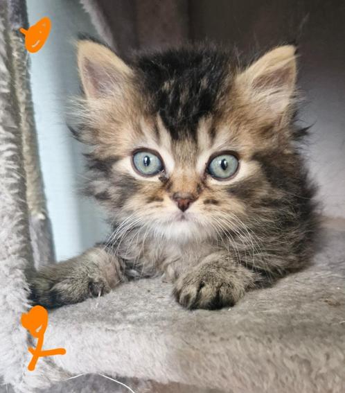 Britse korthaar, Dieren en Toebehoren, Katten en Kittens | Raskatten | Korthaar, Meerdere dieren, 0 tot 2 jaar, Gechipt, Ontwormd