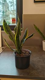 Sanseveria in mooie pot, Huis en Inrichting, Kamerplanten, Ophalen of Verzenden