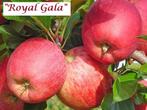 HALFSTAM APPELS oa JONAGORED, GALA, JAZZ, TOPAZ.. : 22€/stuk, Ophalen of Verzenden, Lente, Vaste plant, Fruitplanten