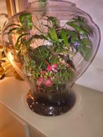 plantenterrarium, Ophalen