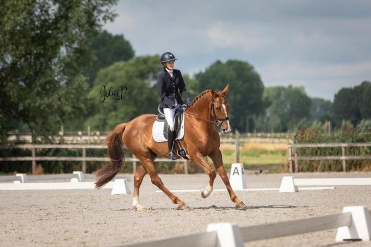 10 jarige Vigo x Indoctro ruin te koop, Dieren en Toebehoren, Paarden, Ruin, 170 tot 175 cm, 7 tot 10 jaar, Recreatiepaard, Met stamboom