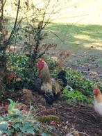 Brahma haan, Dieren en Toebehoren, Pluimvee