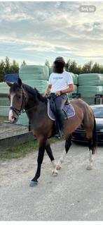 Merrie, Dieren en Toebehoren, Paarden, Merrie, Met stamboom, Springpaard, Zadelmak
