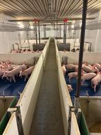 Hokinrichting voor biggen [504]