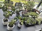 Kamerplanten en plantenbakken/courgettes/pompoen/tomaten, Tuin en Terras, Planten | Tuinplanten, Ophalen, Groenteplanten