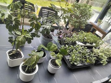 Kamerplanten en plantenbakken/courgettes/pompoen/tomaten