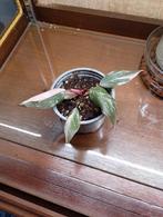 Philodendron Pink Princess, Huis en Inrichting, Kamerplanten, Ophalen
