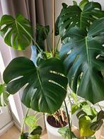 Grote Monstera, Huis en Inrichting, Kamerplanten, Ophalen, Ficus, 100 tot 150 cm, Halfschaduw