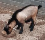 BOK te koop of ruilen, Dieren en Toebehoren, Mannelijk, 0 tot 2 jaar
