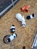Dwergkonijntjes hollandertjes., Dieren en Toebehoren, Konijnen