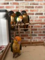 Super tamme caiques!, Dieren en Toebehoren, Geringd