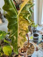 knol Alocasia Pseudo Sanderiana Aurea Var, Ophalen of Verzenden