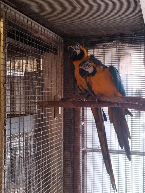 Kweekkoppel blauwgele Ara's / Ara ararauna, Dieren en Toebehoren, Vogels | Parkieten en Papegaaien