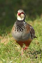 3 roodpoot patrijzen (chukar), Dieren en Toebehoren, Pluimvee, Meerdere dieren, Overige soorten