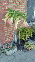 Datura te koop, Hobby en Vrije tijd, Overige Hobby en Vrije tijd, Ophalen