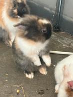 3 mannelijke konijntjes te koop, Taille moyenne