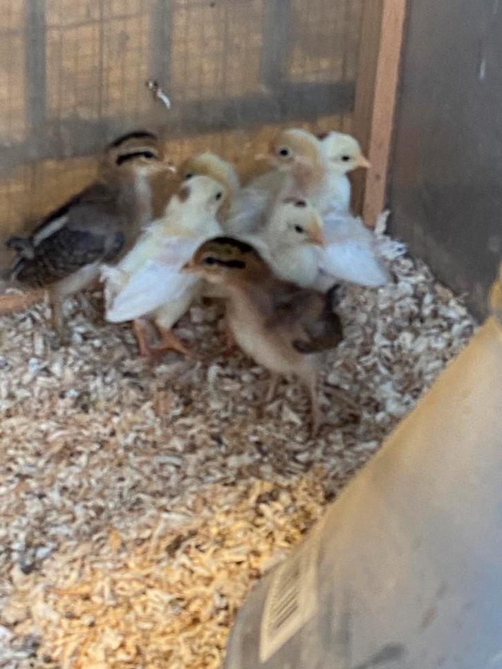 Kuikentjes Onagadori, Dieren en Toebehoren, Pluimvee, Kip, Geslacht onbekend